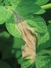 Potato - late blight - individual leaves impact - image 2