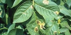 Potato - late blight - individual leaves - image 1