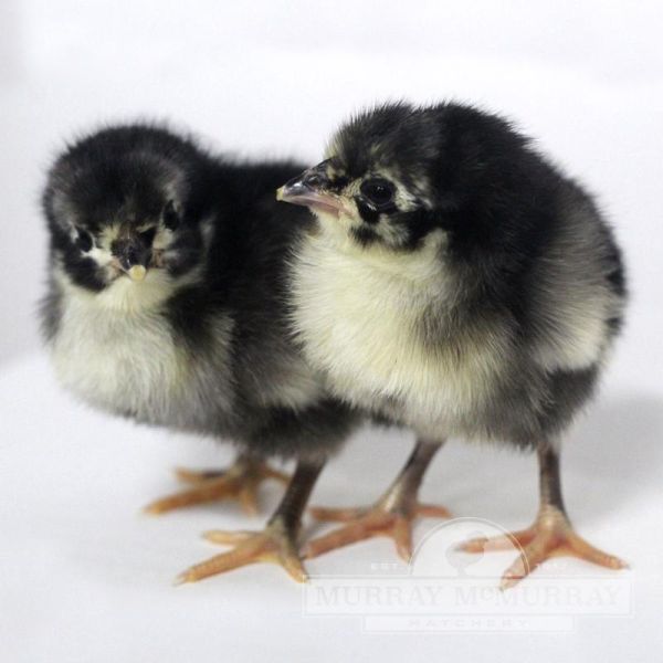 Black Australorp