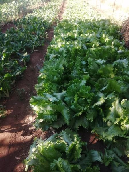 Lettuce for sale in Harare