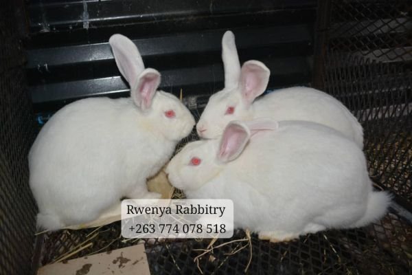 Pure New Zealand White Rabbit Does