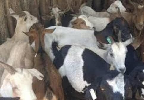 Healthy Goats for Sale