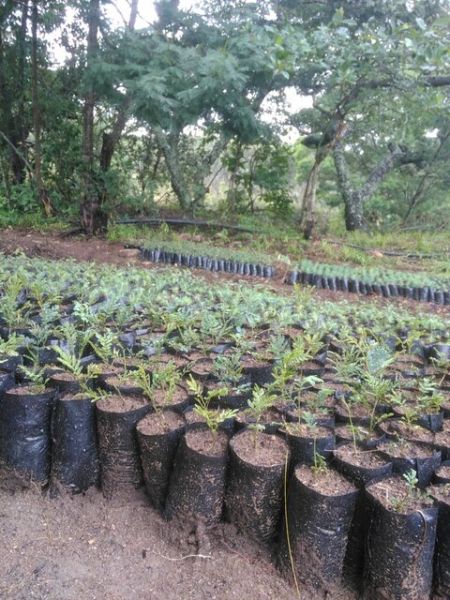 Gum tree seedlings