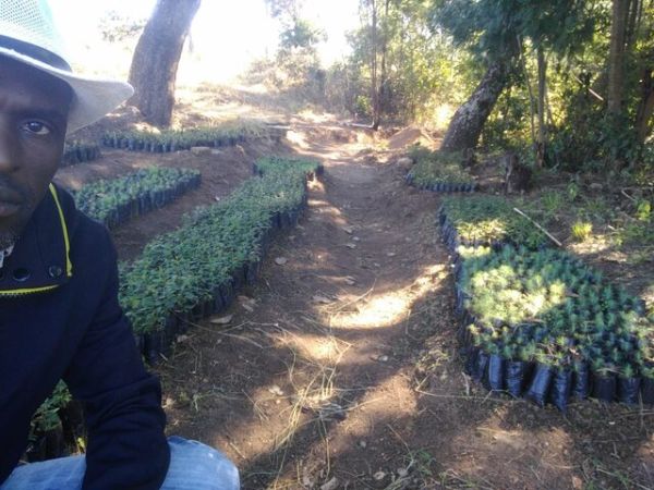 Gum tree seedlings