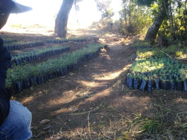 Gum tree seedlings