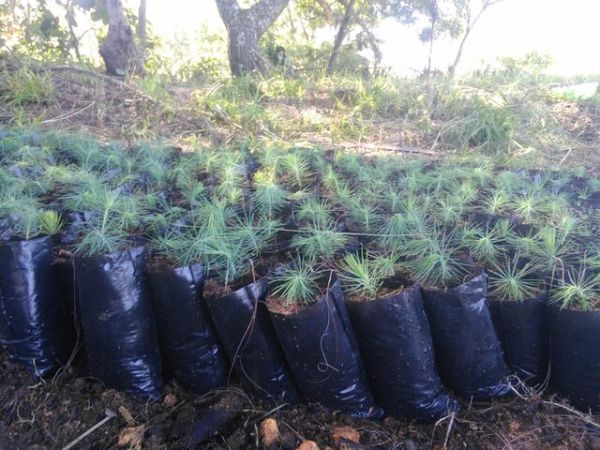 Pine tree seedlings for sale