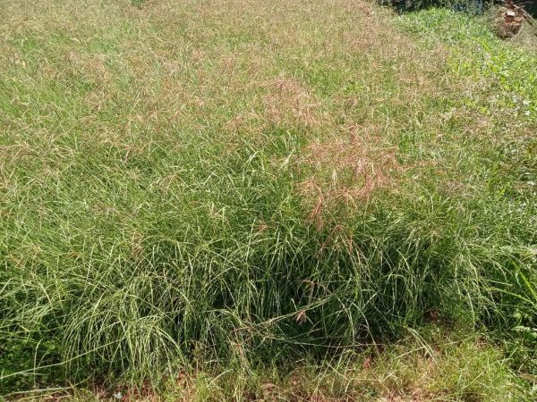 Katambora Rhodes grass