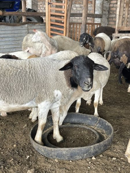 Dorper Ram