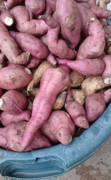 Sweet potatoes for sale in Harare