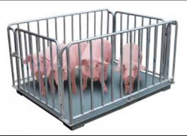Cattle and pig scales