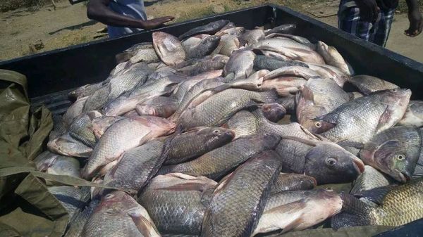 Fresh fish and dried fish for sale