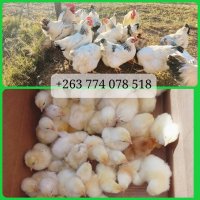 'Rwenya Rabbitry  Poultry Centre